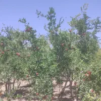 اجاره باغ انار رباب|اجارهٔ دفتر صنعتی، کشاورزی، تجاری|شیراز, ابیوردی|دیوار