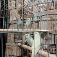 مرغ عشق معمولی