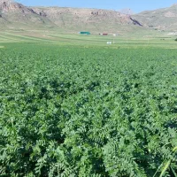 نخود مادری منصور|عمده‌فروشی|صحنه, |دیوار