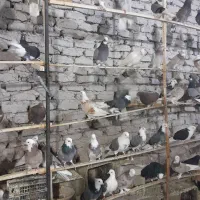 کبوتر پرشی همه رنگ