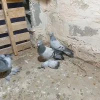 کبوتر|پرنده|میاندوآب, |دیوار