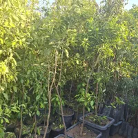 نارنج بارده|خدمات باغبانی و درختکاری|فلاورجان, |دیوار