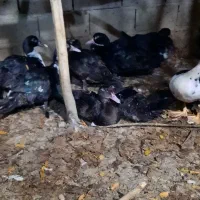 جوجه اردک خارجی از نژاد سنگین وزن|حیوانات مزرعه|ساری, |دیوار