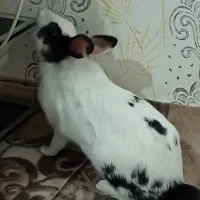 باسلام‌فروش‌خرگوش‌|موش و خرگوش|شیراز, گویم|دیوار