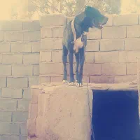 سگ خراسانی نگهبان