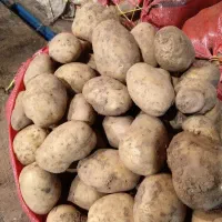 سیب زمینی جلی