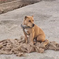 سگ نر پیتبول|سگ|هشتگرد, شهرک بعثت|دیوار