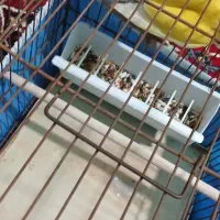 جفت طوطی برزیلی|پرنده|آبادان, |دیوار