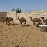 6‌نفر‌‌کره‌شتر‌عالی‌برای‌پروار‌کردن‌3نفر‌نر‌3نفر‌|حیوانات مزرعه|جوادآباد, |دیوار