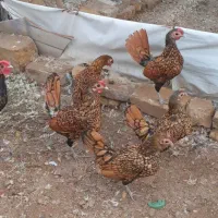 تخم نطفه دار|حیوانات مزرعه|اردکان, |دیوار