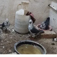 گرگی|پرنده|صابری, |دیوار
