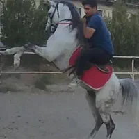 فروش اسب کرد اصیل