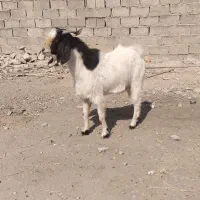 کهره نرچاق|حیوانات مزرعه|جهرم, |دیوار