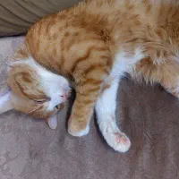 گربه نر dsh|گربه|اصفهان, پوریای ولی|دیوار