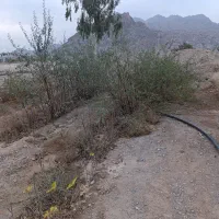 نهال انگور عسگری|خدمات باغبانی و درختکاری|مهریز, |دیوار