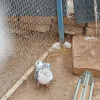 دوتا نر دم سفید