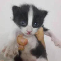 بچه گربه کوچیک میکس