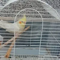 عروس هلندی با قفس