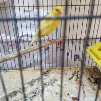 قناری ماده رسمی بلند آماده راه به راه