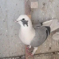 پشت سبز شهری|پرنده|شیراز, تندگویان|دیوار