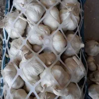 سیر