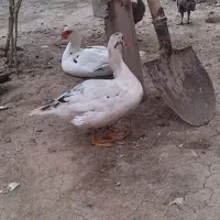 سیکا فروشی