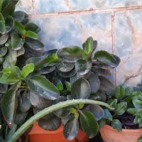 گلدان پپرومیا سالم و پرپشت/مناسب منزل و محل کار|گل و گیاه طبیعی|مشهد, شهرک مهر آباد|دیوار