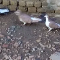 کفتر|پرنده|بشاریات, |دیوار