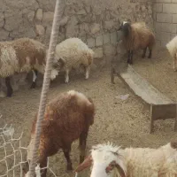 بره نرو ماده