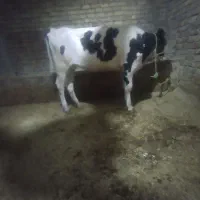 گاو گوساله تلیسع صنعتی جنص پوست پیازی نازک