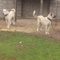 فروش دو نگهبان پرقدرت