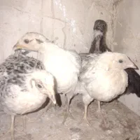 چهار عدد جوجه 3ماهه