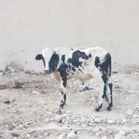 فروش یک جنگه(گاو نر)