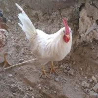 ۲عدد خروس سالم سیاه فروخته شده|حیوانات مزرعه|بجنورد, |دیوار