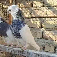 کفتر یا کبوتر زینتی طوقی و پشتدار کاکلی پاچکمه