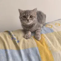 گربه اسکاتیش چینچیلا سیلور