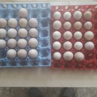 تخمرغ عشایری|حیوانات مزرعه|اصفهان, مفتح|دیوار