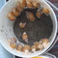 حلزون