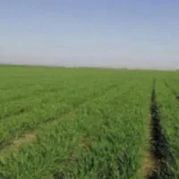 زمین کشاورزی ۱هکتار ما بین ملت اباد دوس کندی