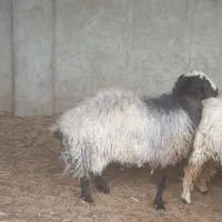 فروش قوچ قزل افشار داری ژن دوقلو زای|حیوانات مزرعه|پیر بکران, |دیوار