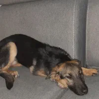 حیوانات خانگی