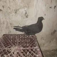 کفتر معاوضه