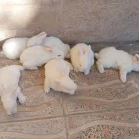 خرگوش سفید چشم شرابی|موش و خرگوش|بروجرد, |دیوار