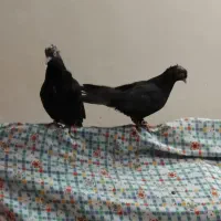 کلاغ اصلی|پرنده|سبزوار, همت|دیوار