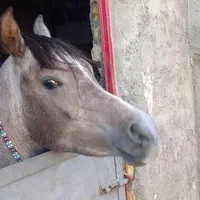 اسب عرب مصری نریون دوساله|اسب و تجهیزات اسبسواری|قزوین, |دیوار