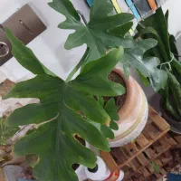 آورنیوم شاخ گوزنی توت فرنگی ناز آتشین کاکتوس گندمی