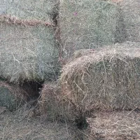 یونجه چین دوم