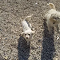 سه تا سگ پاپی|سگ|شاهین‌شهر, حاجی آباد|دیوار