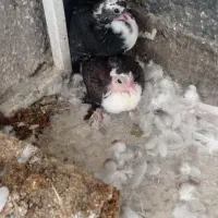 فروش جفت کله سفیدباجوجه|پرنده|بجستان, |دیوار