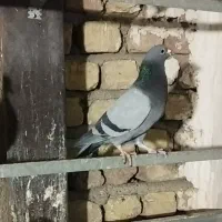 کبوتر آلمانی مسافتی|پرنده|شهریار, شهرک بهاران (ویره)|دیوار